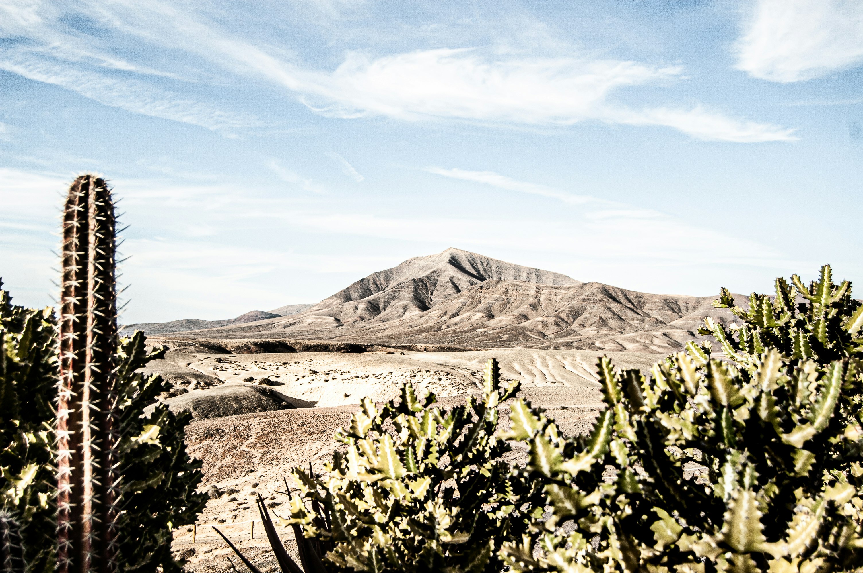 green cactus near brown mountain under blue sky during daytime